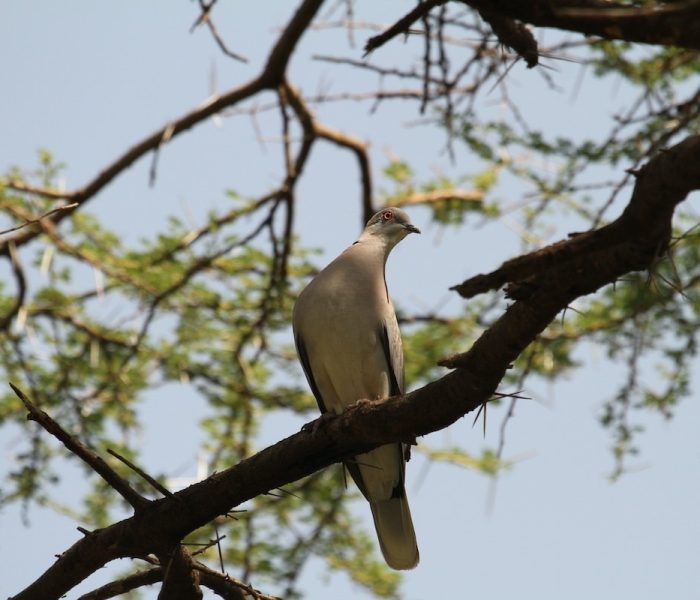 BIRD IN TARANGIRE