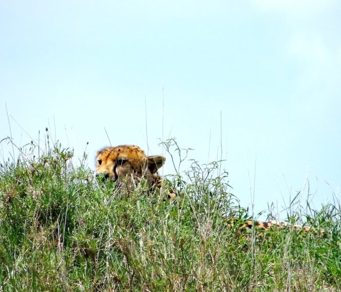 CHEETAH SERENGRTI