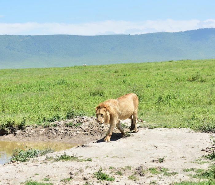 CRATER SAFARI TANZANIA