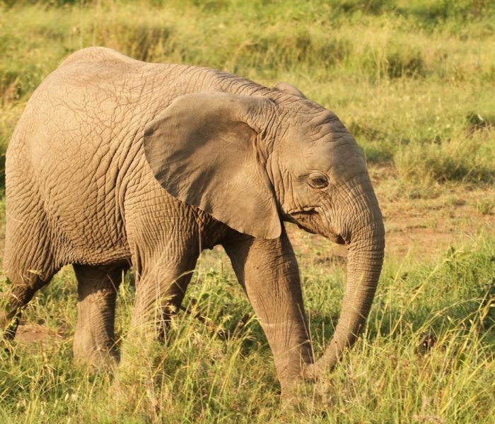 ELEPHANT