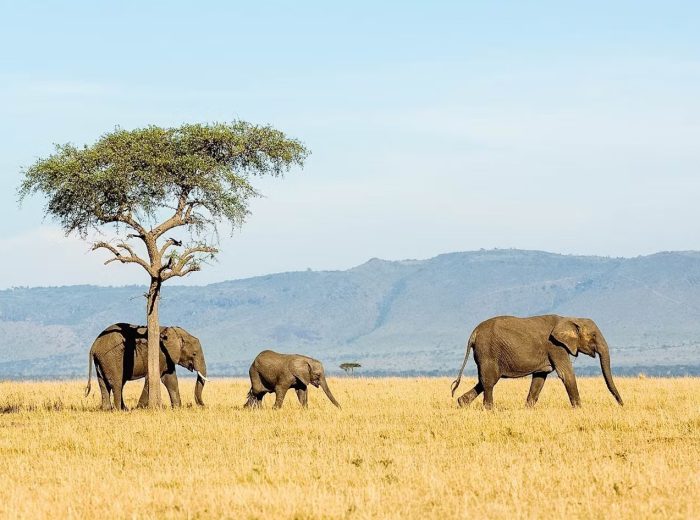 Elephants SERENGETI MIGRATION