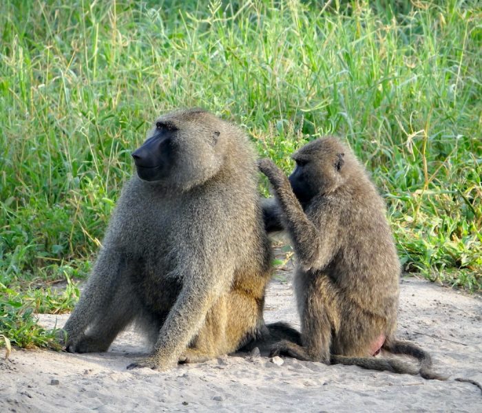 LAKE MANYARA