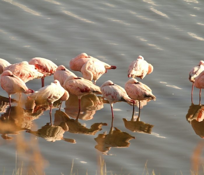 Lake Manyara flamingos