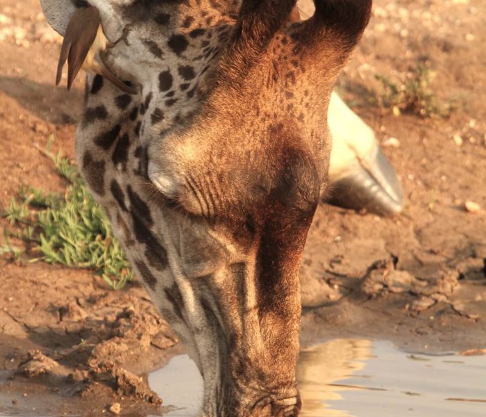 Lake manyara girrafe