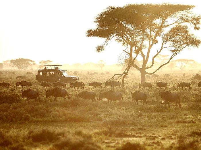 MIGRATION SAFARI