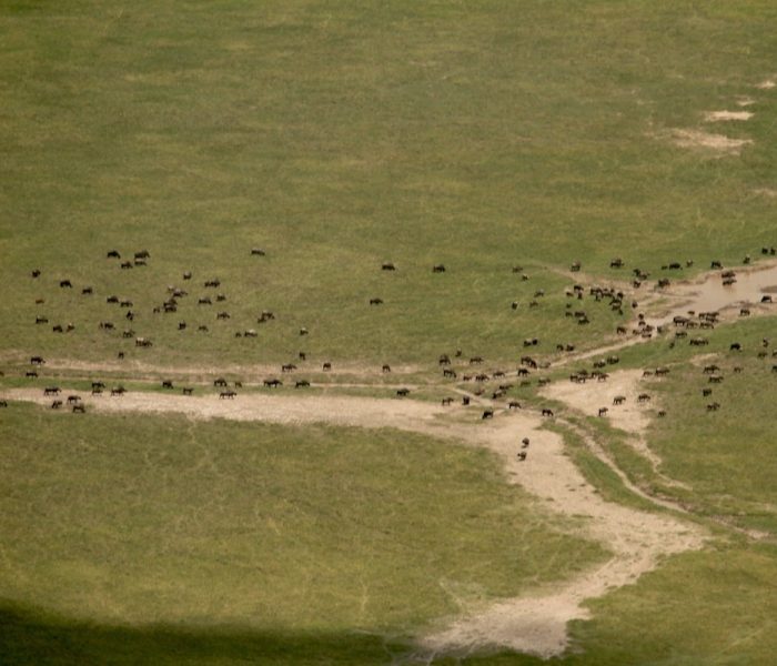 MIGRATION SERENGETI