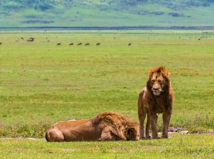 Ngorongoro Crater Lions