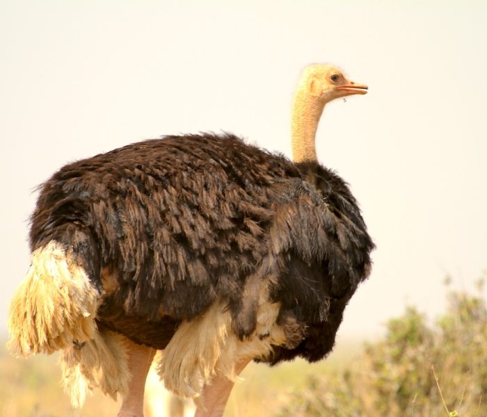 OSTRICH TARANGIRE