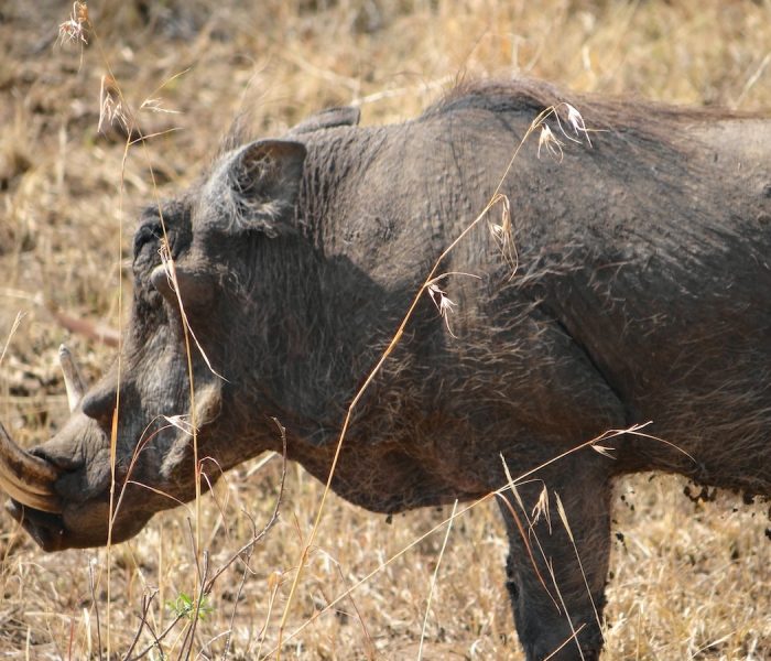 PUMBA SAFARI