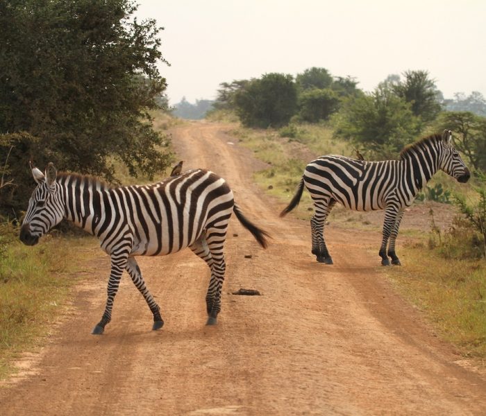 SAFARI TARANGIRE