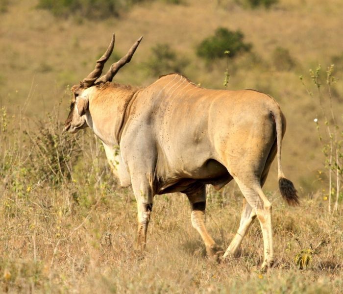 SELOUS TANZANIA