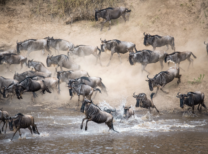 Serengeti Migration