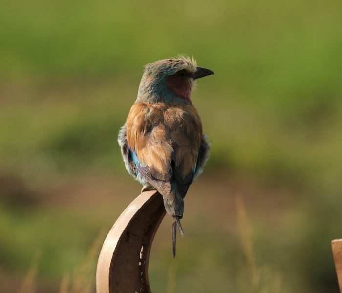 TANZANIA BIRDS