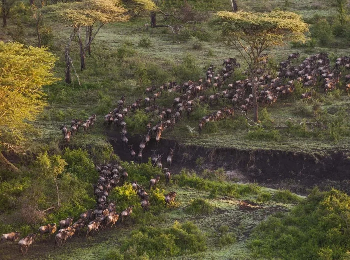 TANZANIA GREAT MIGRATION