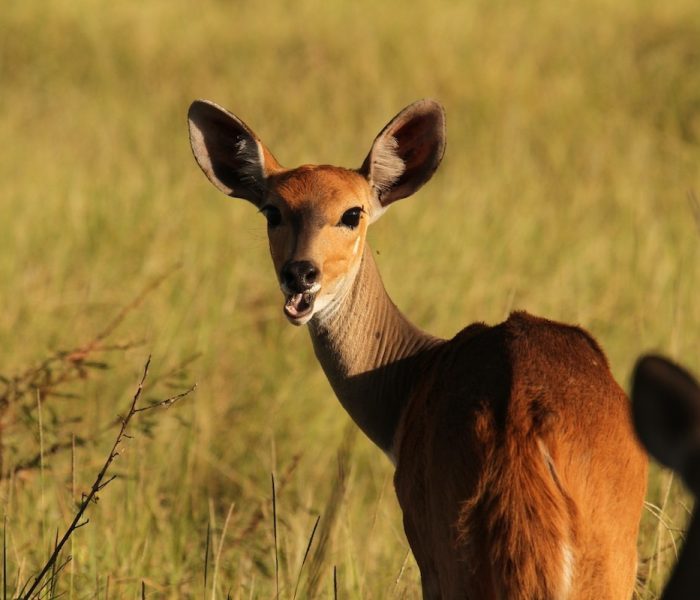 TARANGIRE ANTELOP