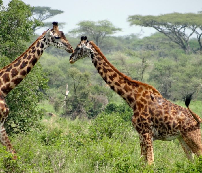 TARANGIRE GIRRAFFE