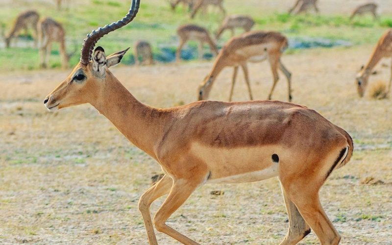 Tarangire impala