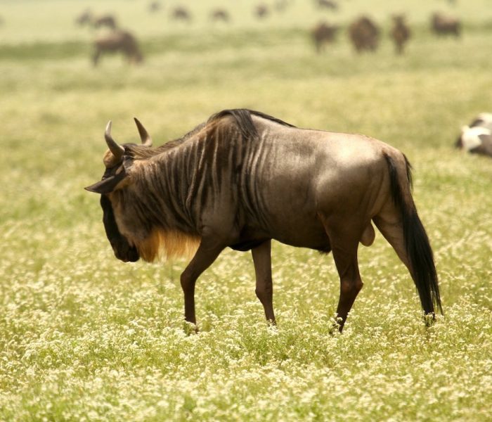 WILDEBEEST