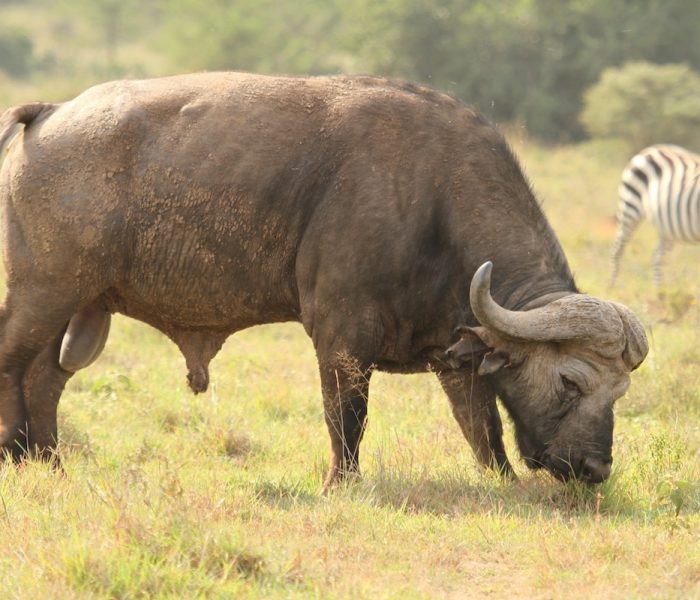 buffallo and Zebra