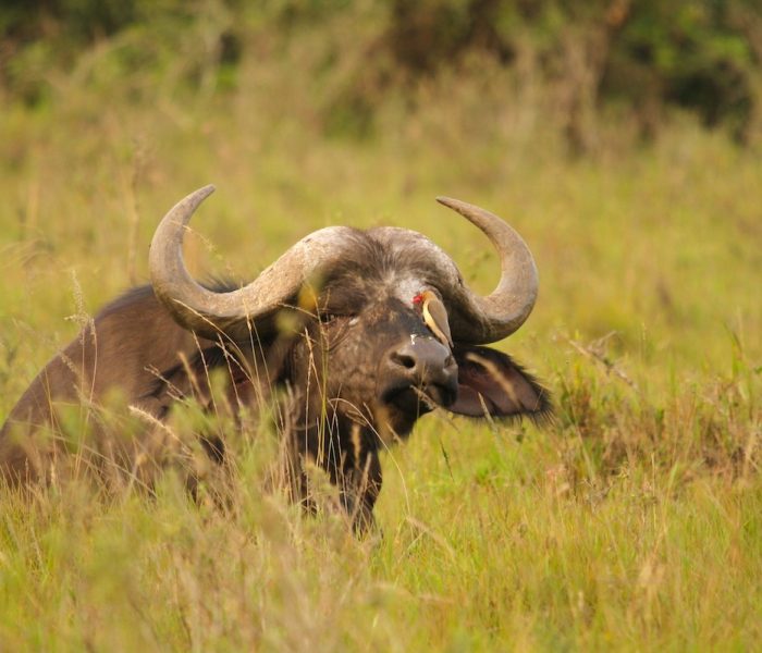 buffallo in ngorongoro crater