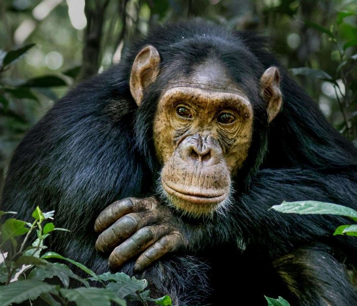 chimpanzee trekking