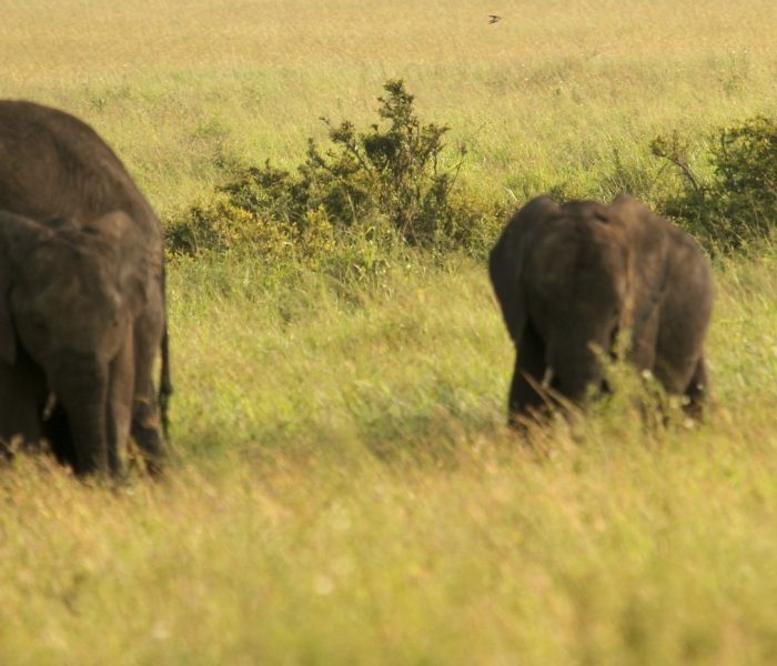 elephants elephants