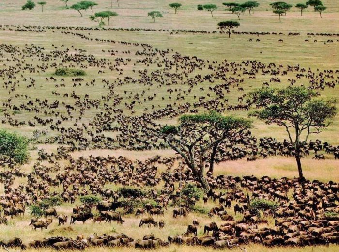 great migration