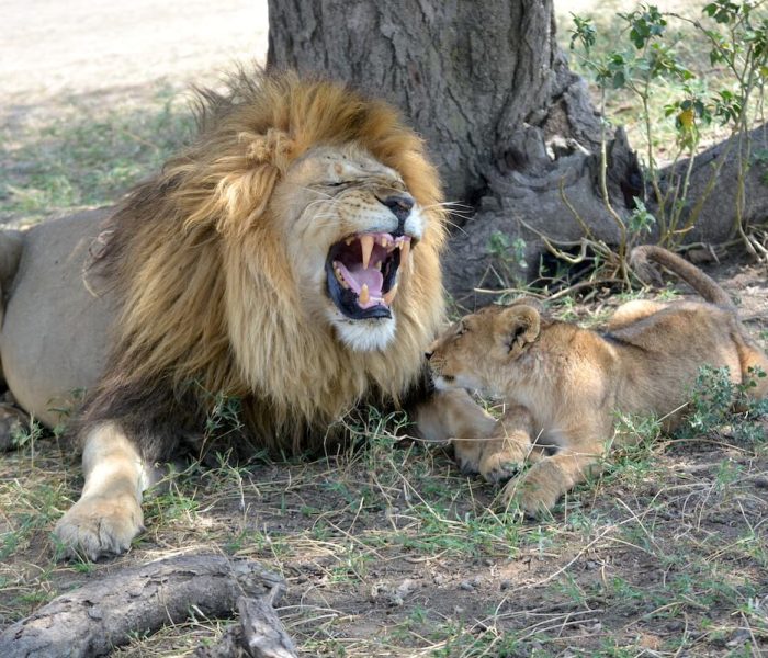 lion tanzania serengeti