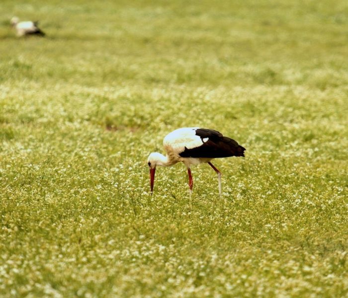 ngorongoro tour