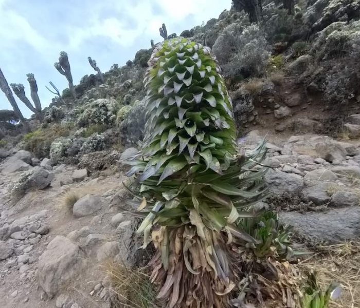 DCIMCamera01IMG_20250914_163737_00_060.ins