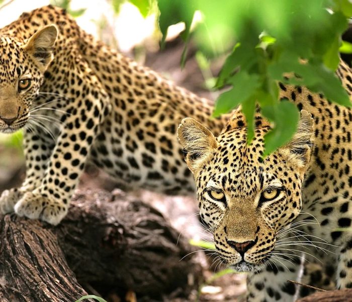 safari leopard sere