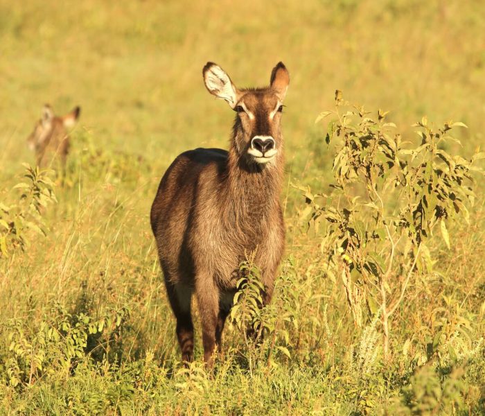 tarangire antelope