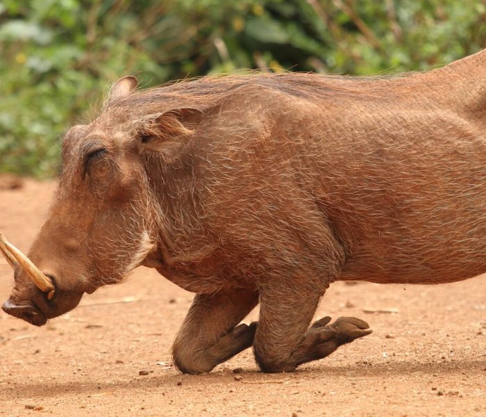 warthog