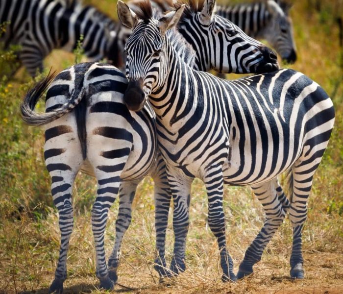 zebra1