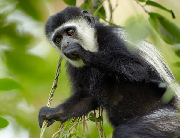Monkey Marangu route kilimanjaro